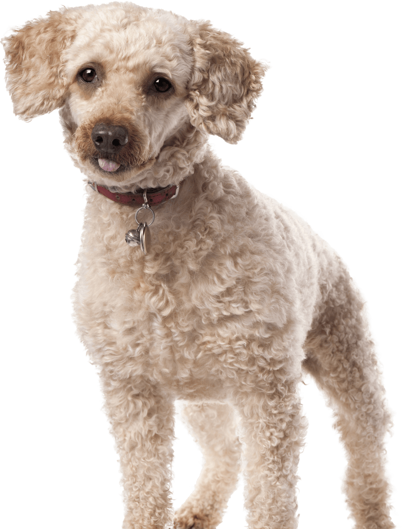 10 Common Mistakes When Bathing Your Pet at Home and How to Avoid Them