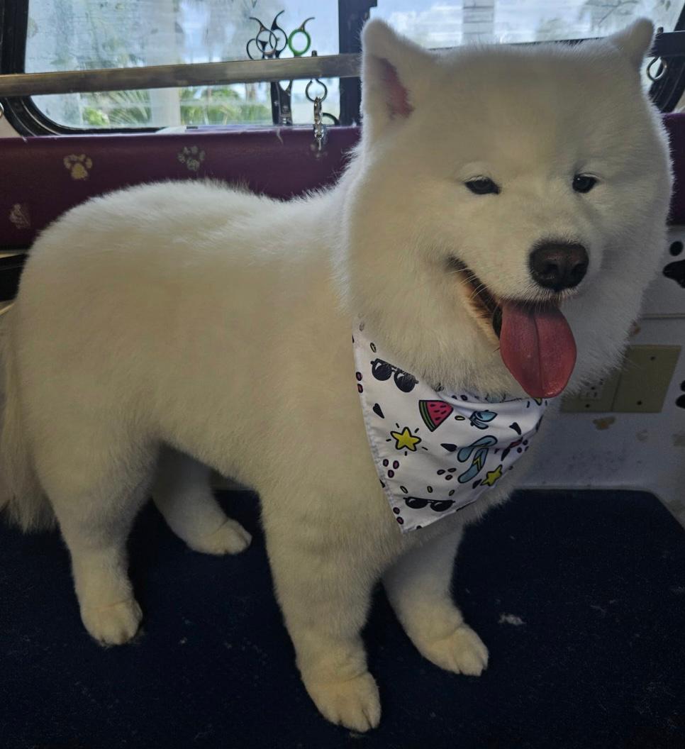10 Essential Tips for Keeping Your Pet Healthy and Happy